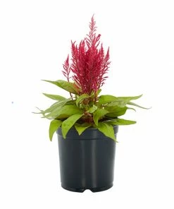 No Warranty Dragon's Breath® Celosia