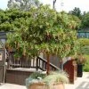 Fast Growing Trees Marina Strawberry Tree