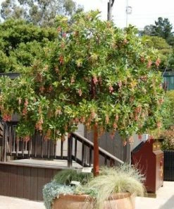 Fast Growing Trees Marina Strawberry Tree