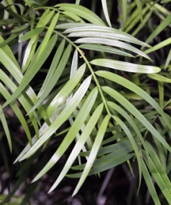 Fast Growing Trees Fern Pine Columnar Tree Pine Trees