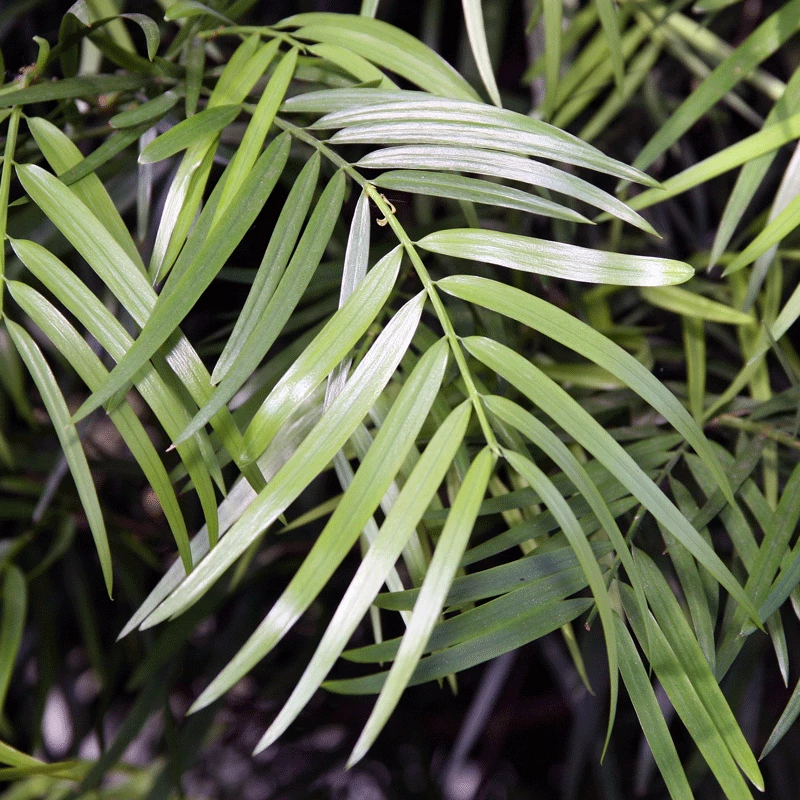 Fast Growing Trees Fern Pine Columnar Tree Pine Trees 4 Fast Growing Trees Fern Pine Columnar Tree Pine Trees