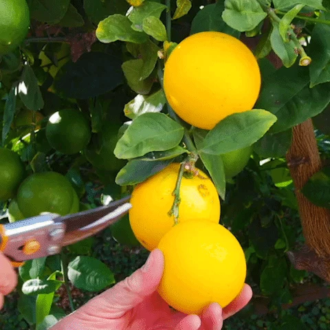 Fast Growing Trees Meyer Lemon Tree 10 Fast Growing Trees Meyer Lemon Tree