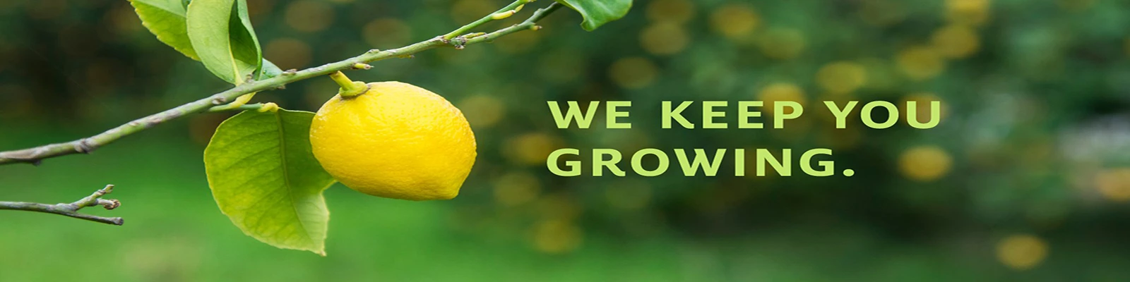 FastGrowingTrees Sales -FastGrowingTrees Sales hengfu1