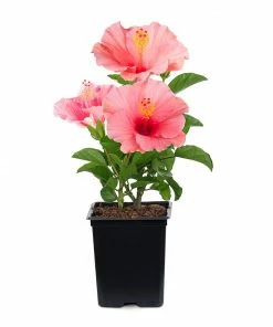 Fast Growing Trees First Lady™ Hollywood Hibiscus