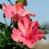 Fast Growing Trees First Lady™ Hollywood Hibiscus 2 Fast Growing Trees First Lady™ Hollywood Hibiscus