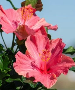 Fast Growing Trees First Lady™ Hollywood Hibiscus