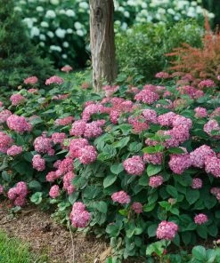 Fast Growing Trees Invincibelle® Ruby Hydrangea Shrub Hydrangea Shrubs