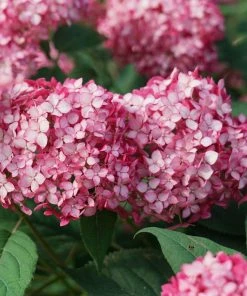 Fast Growing Trees Invincibelle® Ruby Hydrangea Shrub Hydrangea Shrubs