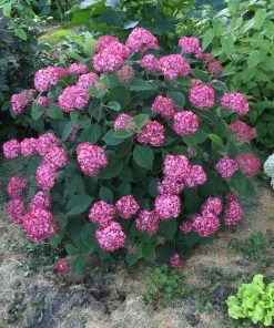 Fast Growing Trees Invincibelle® Ruby Hydrangea Shrub Hydrangea Shrubs