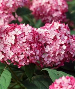 Fast Growing Trees Invincibelle® Ruby Hydrangea Shrub Hydrangea Shrubs