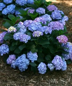 Fast Growing Trees Let's Dance® Blue Jangles Hydrangea Shrub