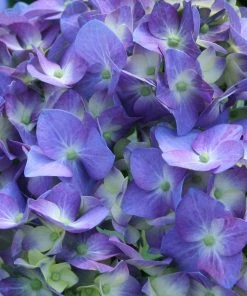 Fast Growing Trees Let's Dance® Blue Jangles Hydrangea Shrub