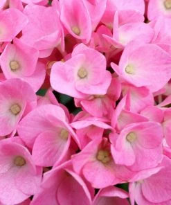 Fast Growing Trees Let's Dance® Blue Jangles Hydrangea Shrub