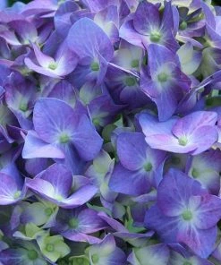 Fast Growing Trees Let's Dance® Blue Jangles Hydrangea Shrub