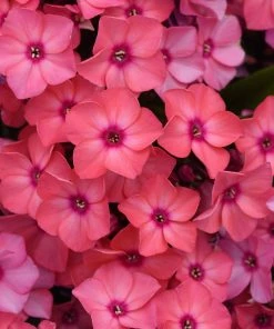 Fast Growing Trees Deer Resistant Plants Super Ka-Pow™ Coral Phlox