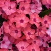 Fast Growing Trees Deer Resistant Plants Super Ka-Pow™ Coral Phlox