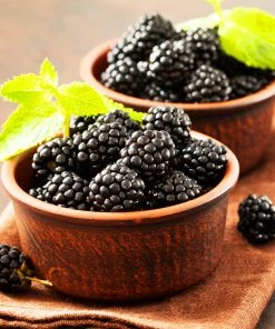 Fast Growing Trees Blackberry Bushes Kiowa Blackberry Bush