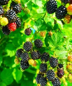 Fast Growing Trees Blackberry Bushes Kiowa Blackberry Bush