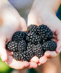 Fast Growing Trees Blackberry Bushes Kiowa Blackberry Bush