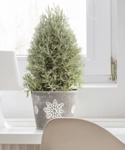 Fast Growing Trees Goodwin Creek Gray Lavender