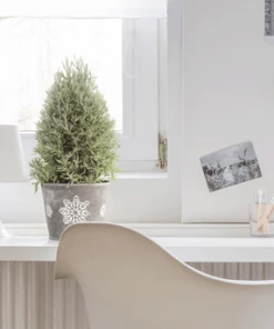 Fast Growing Trees Goodwin Creek Gray Lavender