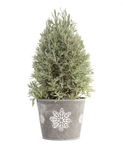 Fast Growing Trees Goodwin Creek Gray Lavender