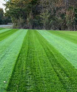 Fast Growing Trees Lesco Double Eagle Ryegrass Seed Erosion Control