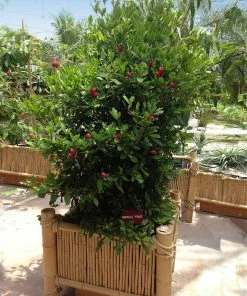 Fast Growing Trees Shop Indoor & Patio Fruit Miracle Berry Plant