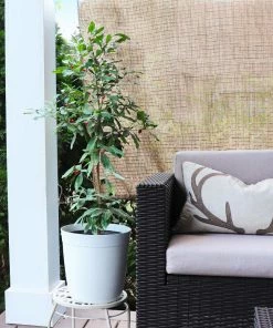 Fast Growing Trees Shop Indoor & Patio Fruit Miracle Berry Plant