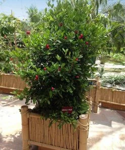 Fast Growing Trees Shop Indoor & Patio Fruit Miracle Berry Plant