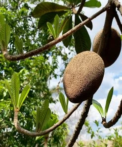 Fast Growing Trees Mamey Fruit Tree (Sapote) Tropical Fruit Trees