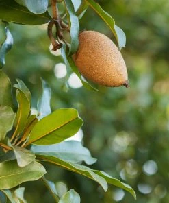 Fast Growing Trees Mamey Fruit Tree (Sapote) Tropical Fruit Trees