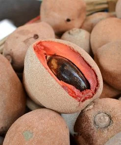 Fast Growing Trees Mamey Fruit Tree (Sapote) Tropical Fruit Trees