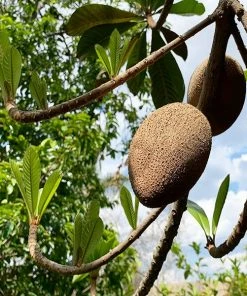 Fast Growing Trees Mamey Fruit Tree (Sapote) Tropical Fruit Trees
