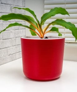 Fast Growing Trees Rare House Plant Kit