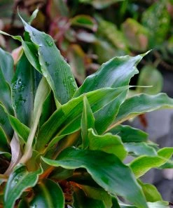 Fast Growing Trees Mandarin Plant Air Purifying House Plants