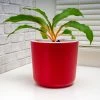 Fast Growing Trees Mandarin Plant Air Purifying House Plants
