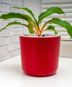 Fast Growing Trees Mandarin Plant Air Purifying House Plants