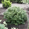 Fast Growing Trees Mojo® Dwarf Pittosporum