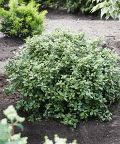 Fast Growing Trees Mojo® Dwarf Pittosporum