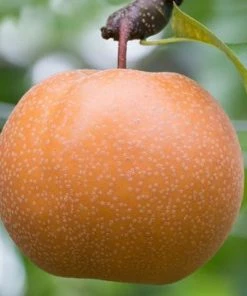 Fast Growing Trees Olympic Giant Asian Pear Tree