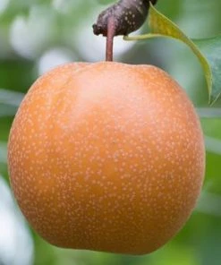 Fast Growing Trees Olympic Giant Asian Pear Tree