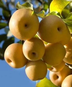 Fast Growing Trees Olympic Giant Asian Pear Tree