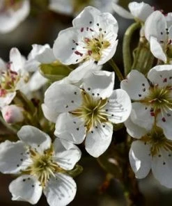 Fast Growing Trees Olympic Giant Asian Pear Tree