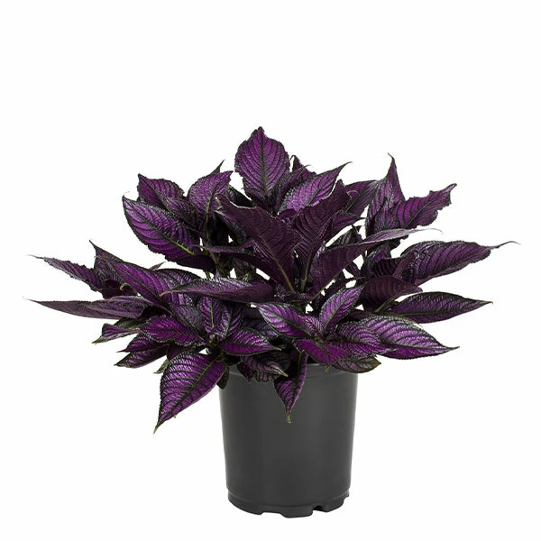 No Warranty Persian Shield 3 No Warranty Persian Shield