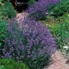 Fast Growing Trees Phenomenal™ Lavender Plant See All Shrubs & Hedges