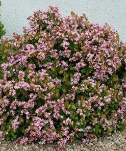 Fast Growing Trees Pinkie Indian Hawthorn Shrub