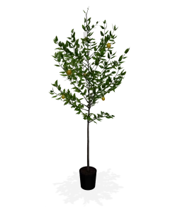 Fast Growing Trees Our Newest Arrivals Meyer Lemon Tree 13 Fast Growing Trees Our Newest Arrivals Meyer Lemon Tree
