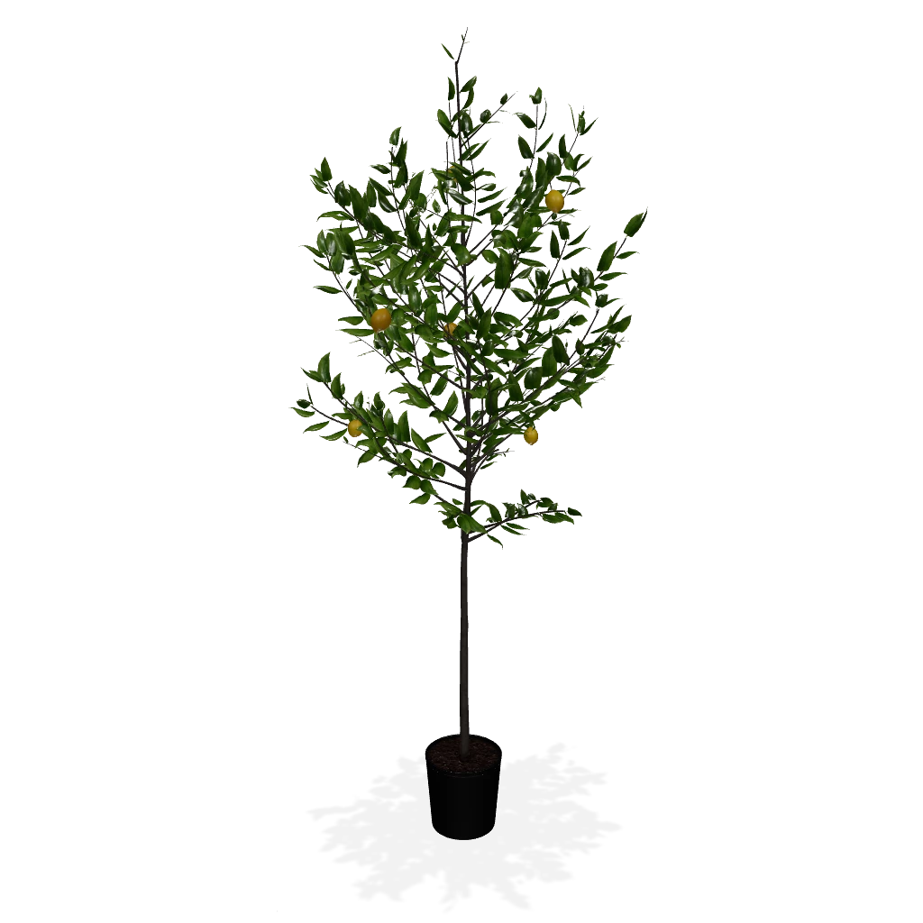 Fast Growing Trees Our Newest Arrivals Meyer Lemon Tree 8 Fast Growing Trees Our Newest Arrivals Meyer Lemon Tree