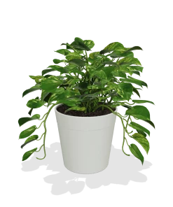 Fast Growing Trees Air Purifying House Plants Golden Pothos 11 Fast Growing Trees Air Purifying House Plants Golden Pothos